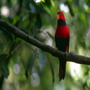 Pajarito 5